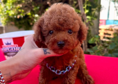 Toy Poodle Kore Kan Safkan Yavrularımız